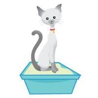 What Are The Chances Of Getting Toxoplasmosis While Pregnant?