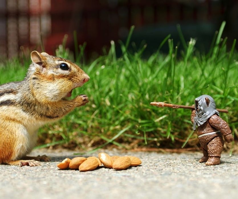 Chipmunk eating nuts with a star wars ewok figurine
