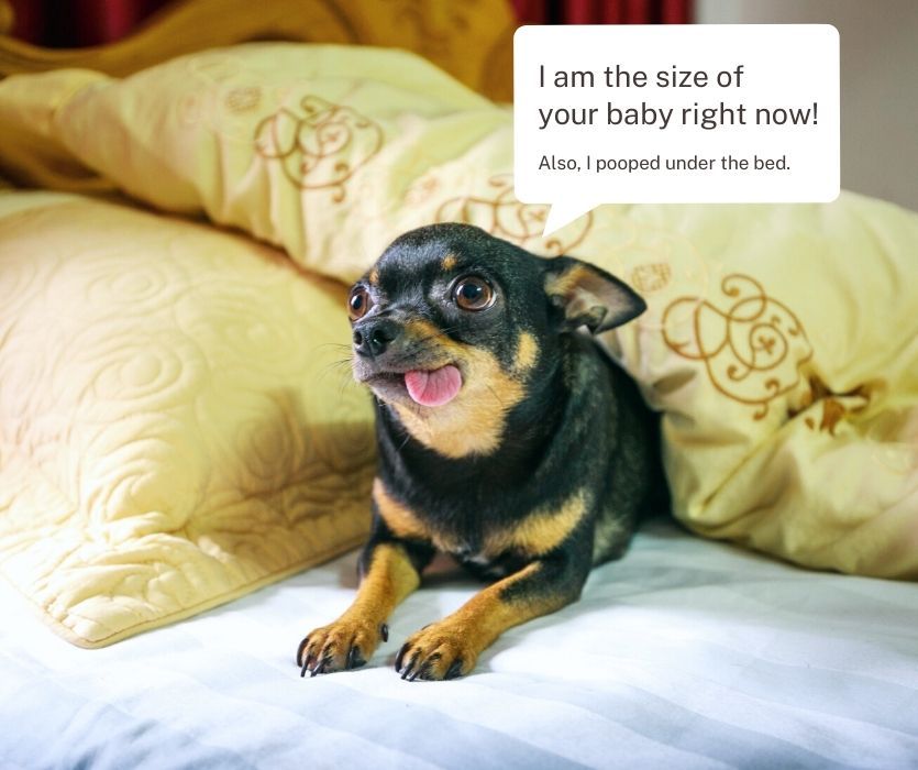 chihuahua on bed saying, "I am the size of your baby right now"