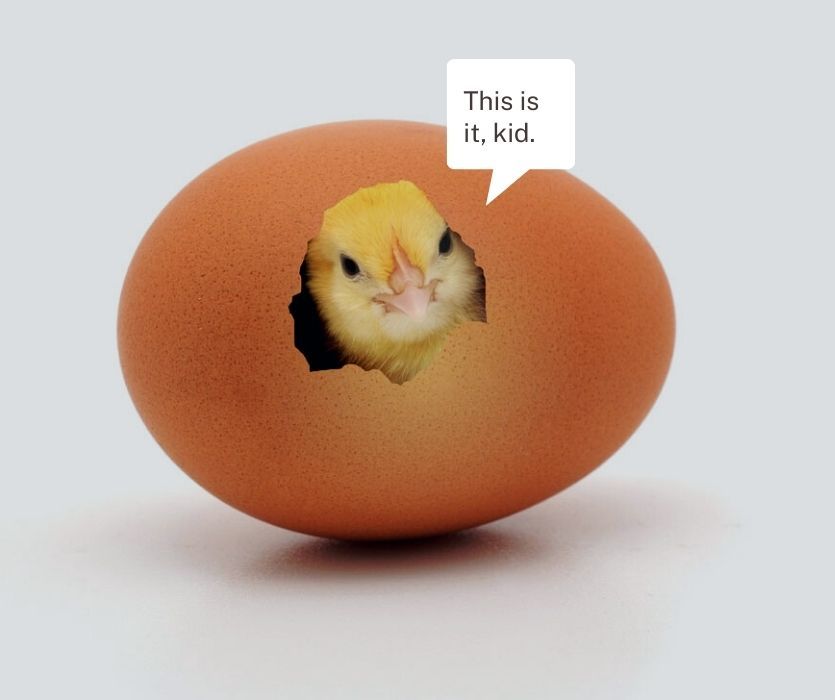 chick in egg saying, "this is it, kid."