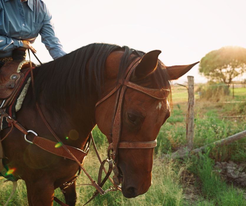 pregnant woman riding a brown horse in a field of grass