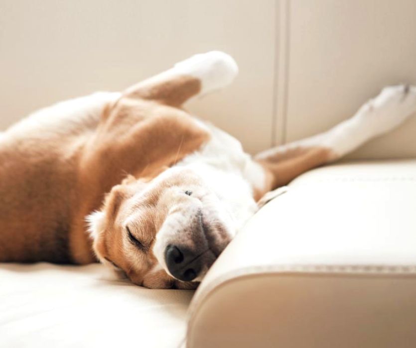 pet dog sleeping on couch after newborn baby comes home