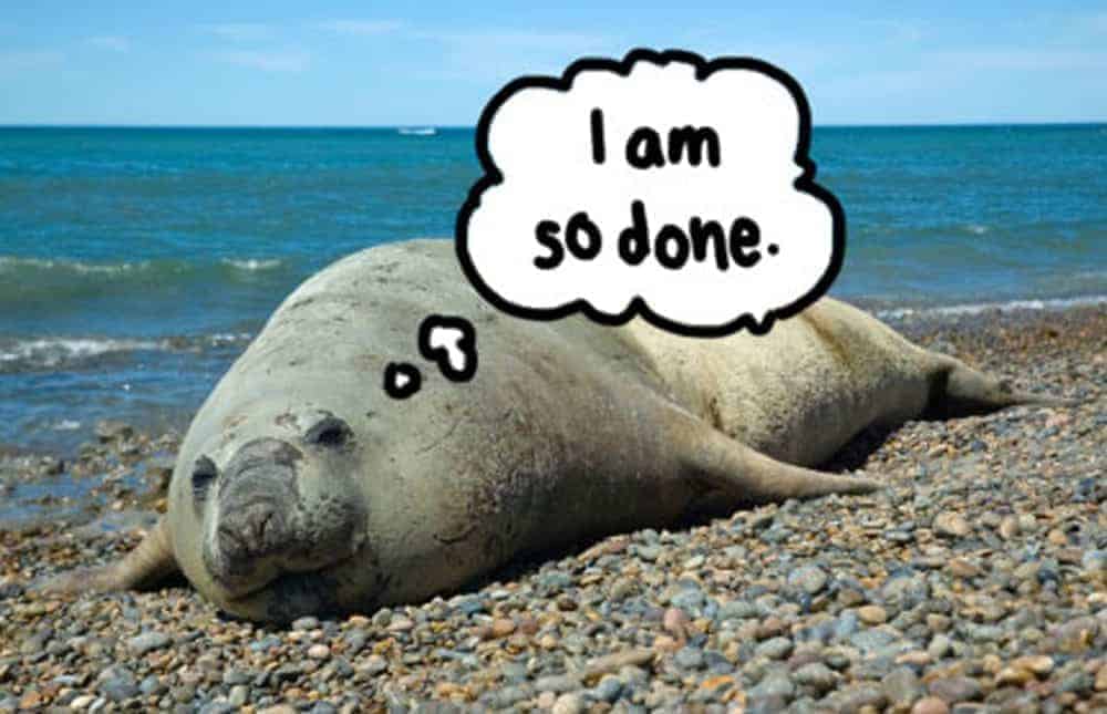 seal on the beach trying induce labor with "i am so done" thought bubble