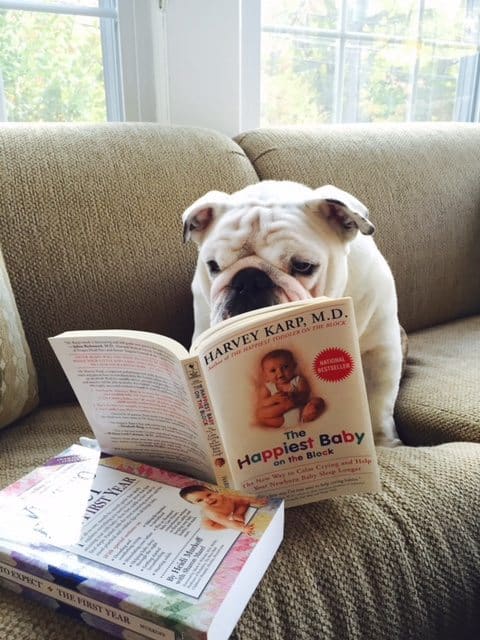 Dog reading a book - Top Tips for Introducing Pets to Your Baby